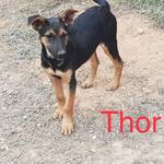 Thor