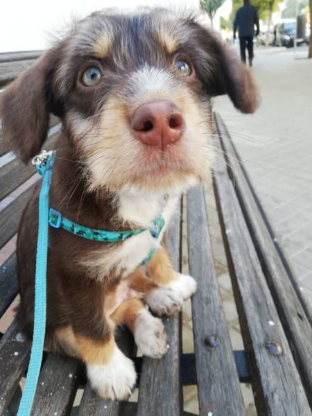 Simba 2