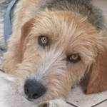 Anzeige Malik - Traumhund sucht e lesen
