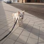 Anzeige KEKA - blinde Hundeomi lesen