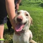 Anzeige Macy Grey von kettenlos lesen