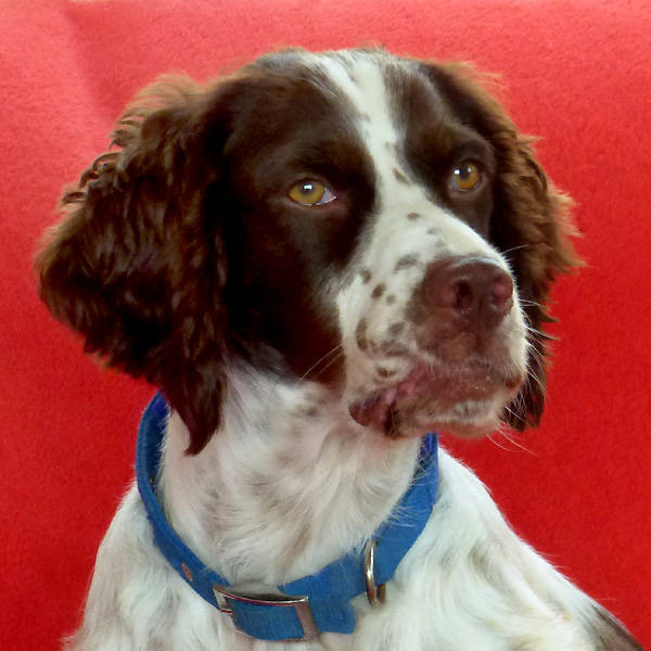 India, Cocker Spaniel-Epagneul breton Mischling (Hündin) sucht ein