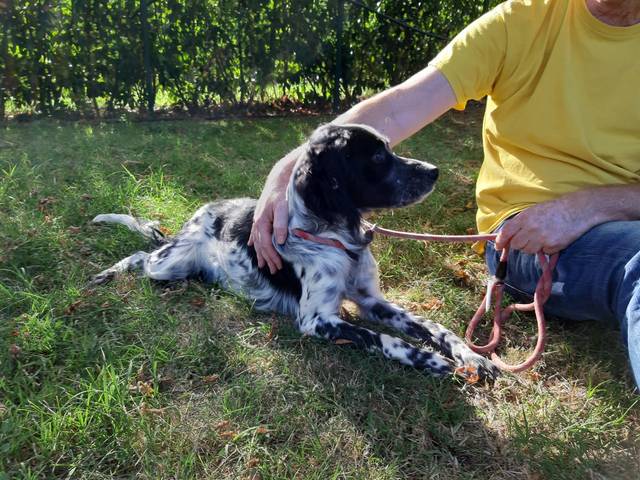 Lillo, English Setter (Rüde) sucht ein Zuhause Hundehilfe Mariechen e