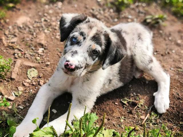Frodo