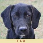 Anzeige Flo lesen