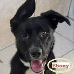 Anzeige Ebony lesen