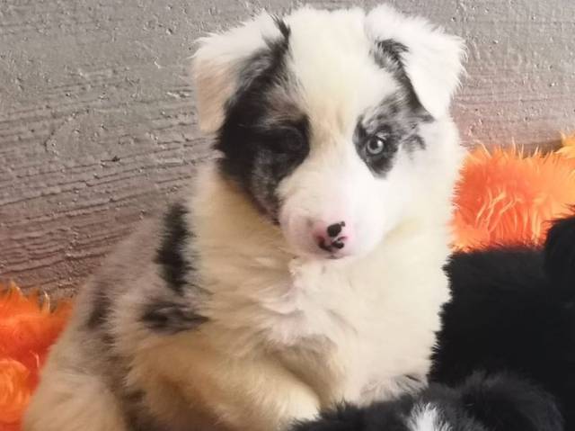 Ole