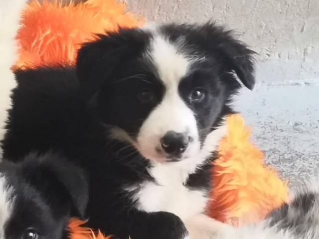 Murphy