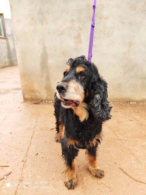 Bojan Cocker Notfall Rude Sucht Ein Zuhause Perros De