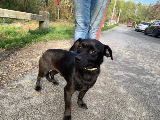 Csibek Chihuahua Rude Sucht Ein Zuhause Tierheimleben In Not