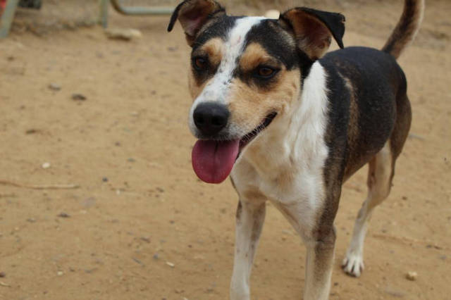 kurzhaar Collie Mischling - Gilbert , (Rüde) - Zuhause gefunden ...