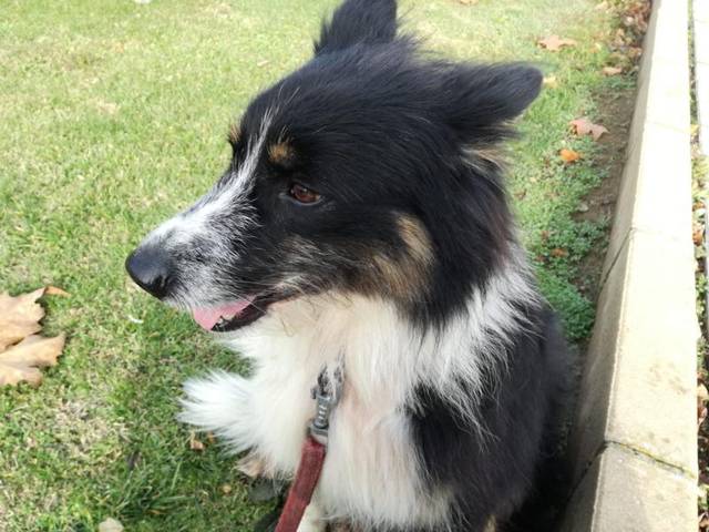 Collie Sucht Zuhause