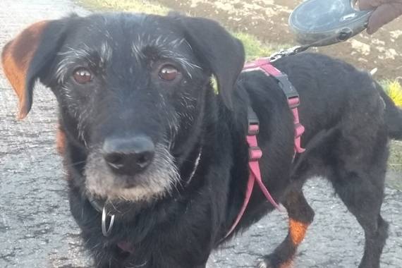 Rino Nero Mischling 01 02 06 Sucht Ein Zuhause Anzeige 9359 Streunerherzen E V Schwarze Hunde De