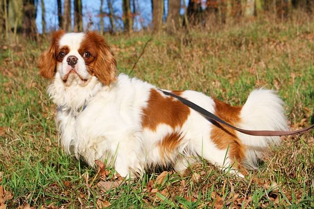 Cavalier King Charles Spaniel Kaufen Aus Tierheim zergportal.de