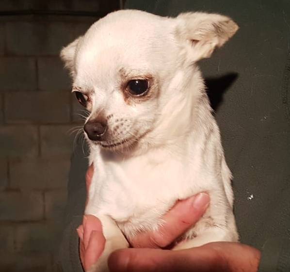 Coleta Chihuahua Hundin Sucht Ein Zuhause Viva La Hund E V