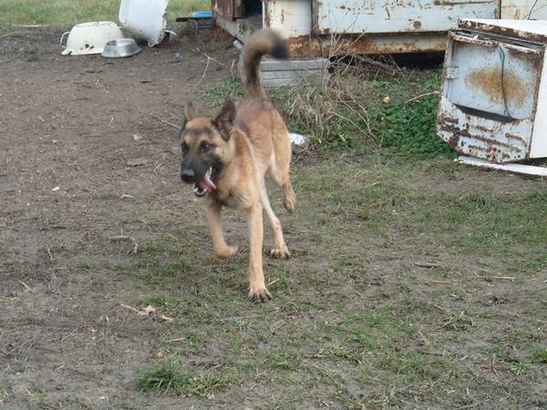 DUMBER, Schäferhund-Malinois Mischling (Rüde) sucht ein ...