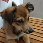 Anzeige Foxy lesen