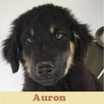 Anzeige Auron lesen