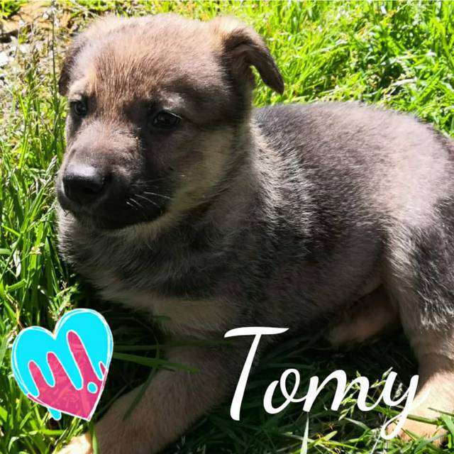 Tomy