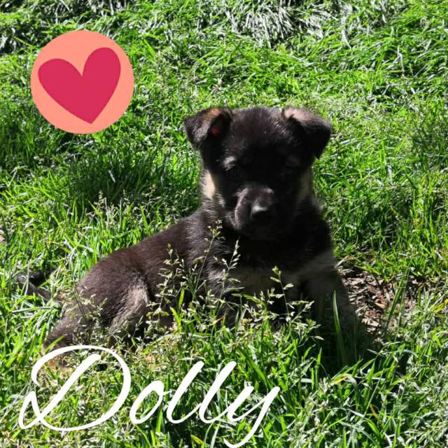 Dolly