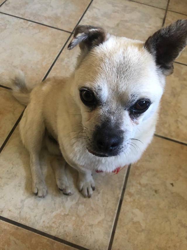 Chihuahua/MopsMischling Rudi, (Rüde) Zuhause gefunden Verein