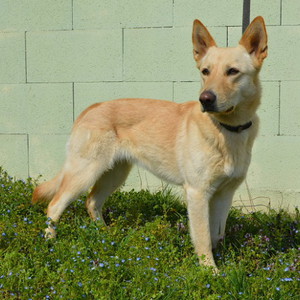 Zwergspitz Steckbrief Hunde Rassen Hunderassen Zwergspitz