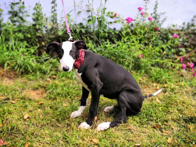 Aima
