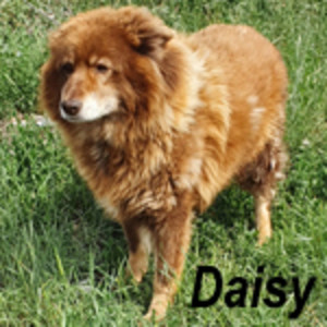 Anzeige Daisy lesen