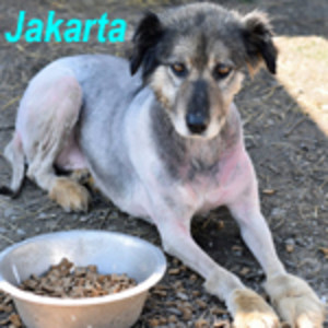 Anzeige Jakarta lesen