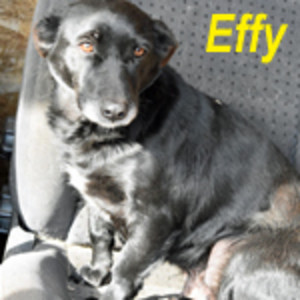 Anzeige Effy lesen