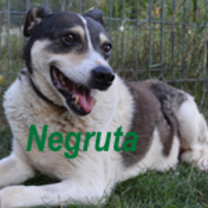 Anzeige Negruta lesen