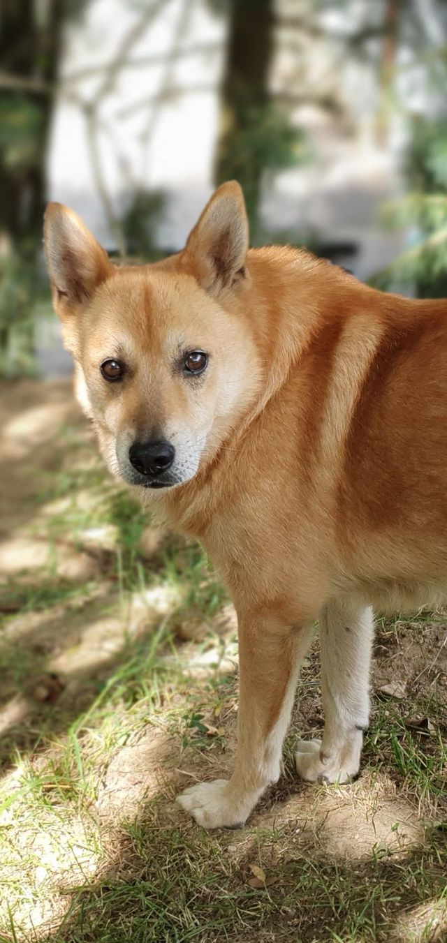 HÖRBI, Mischling (Rüde) aus 95482 Schutzhof Casa Animale (D) sucht ein