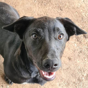 Hunde Tierheim Dusseldorf