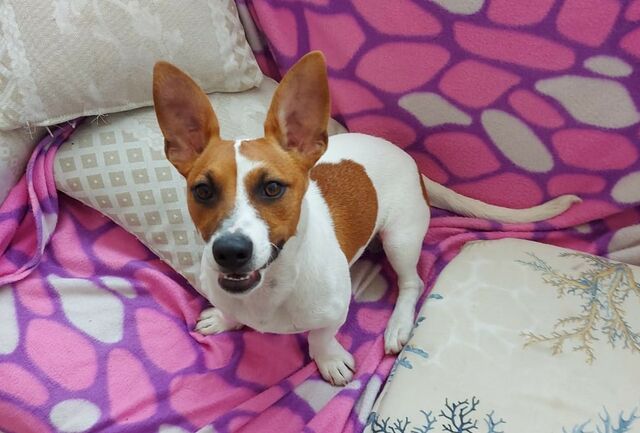 Jack, Jack Russel Mix (Rüde) sucht ein Zuhause Hundehilfe Jasper | Jack Russel Mix Rüde | 8 Monate – Hundehilfe