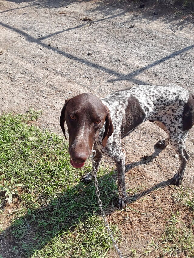 Wallis (VG) +, Deutsch-Kurzhaar (Rüde) sucht ein Zuhause - Tierhilfe ...