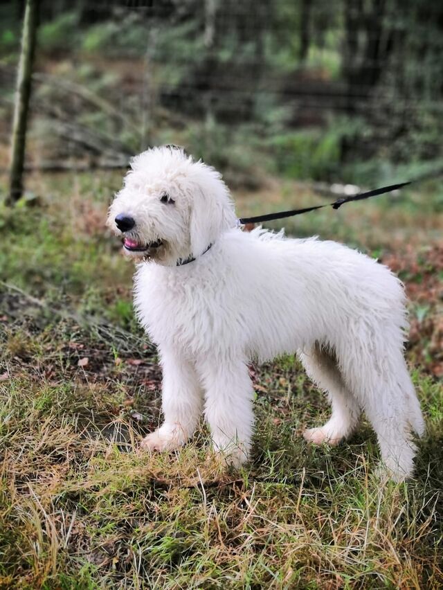 Nanook