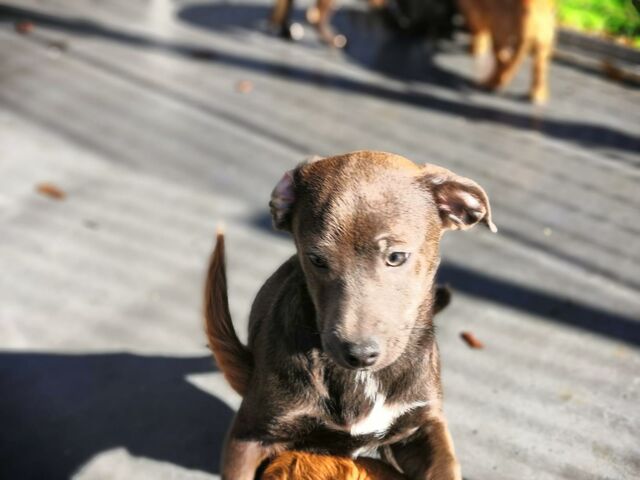 Marvin