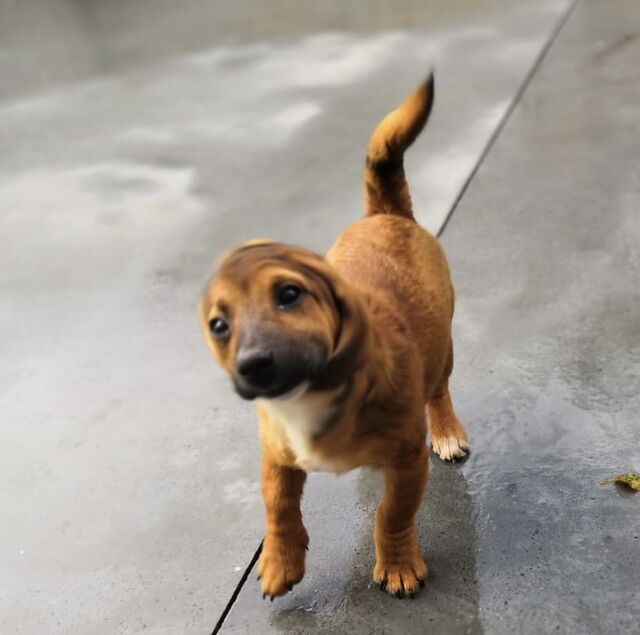 Chico