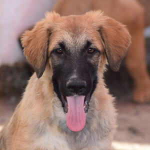 A C E Animal Compassion Europe Tiere In Not E V Hundevermittlung Hilfe Fur Unsere Hunde Gesucht Das Online Tierheim Von Zergportal De