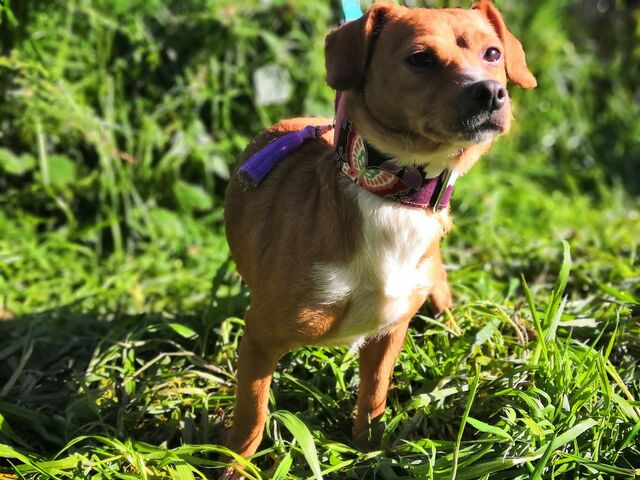 Daisy