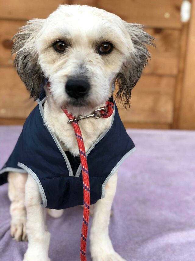 Lale (Mischling geb.09/2016 ) von Verein Casa Animale e.V. sucht ein