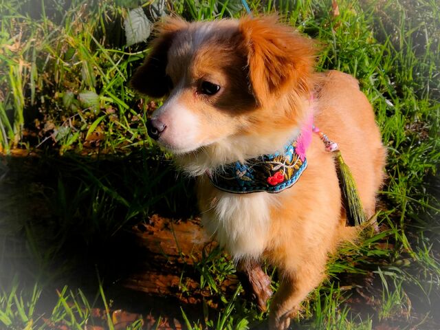 Bella
