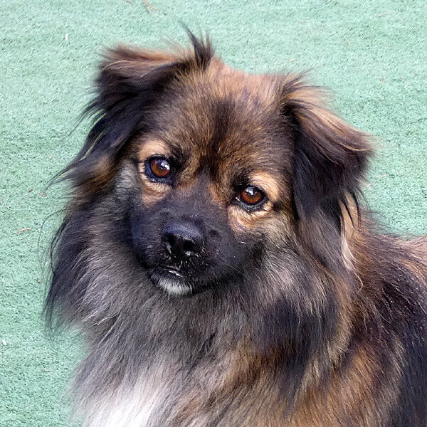 Buddy, Löwchen-Tibet Spaniel Mischling (Rüde) sucht ein Zuhause - TINI