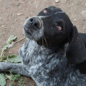 Bild Zoom Tiere Tierheim Hunde