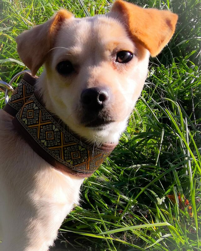 Lilly