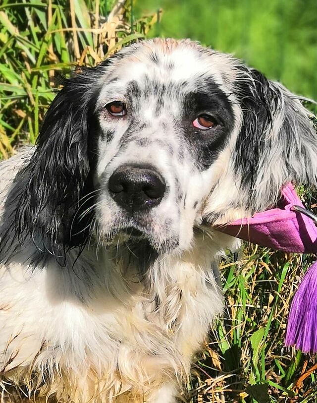 Dela