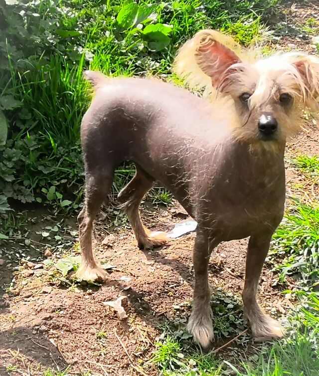 Paco