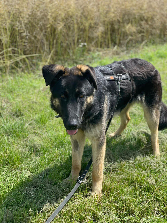 Putyin, Schäferhund (Rüde) aus 35683 Dillenburg (Tierheim) (D) sucht