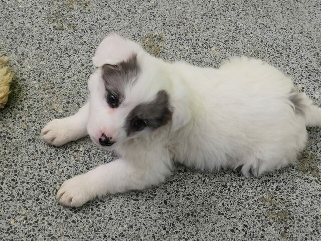 Abby