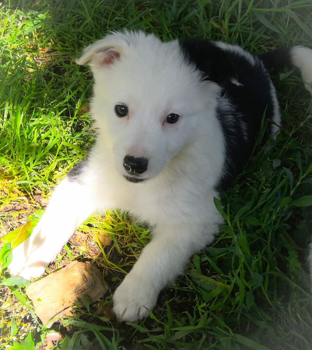 Bruno